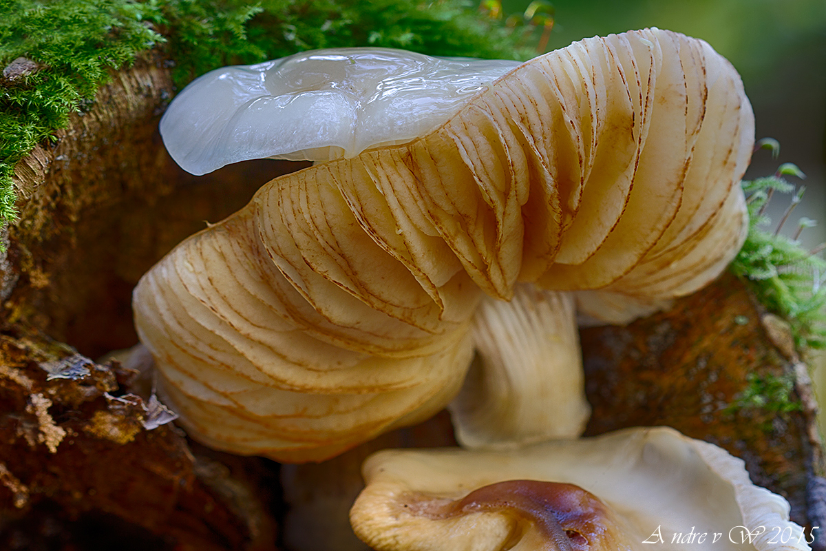 Voor de liefhebber 02_1200_800_Paddestoelen_NWC