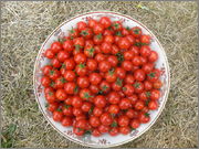 Sortiment cherry rajčat - Stránka 5 P1030034