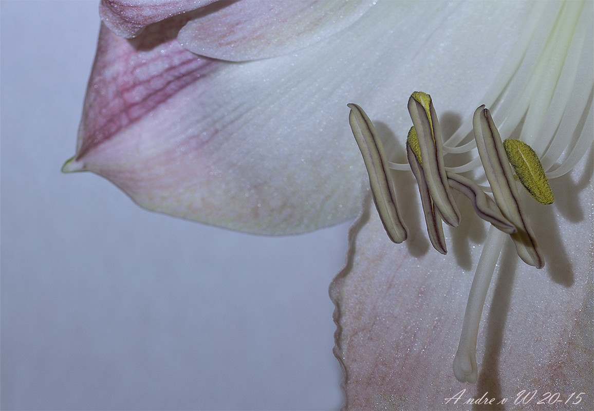 Voor iedereen wat wils 01_1300_900_De_meeldraden_van_de_Amaryllis_N