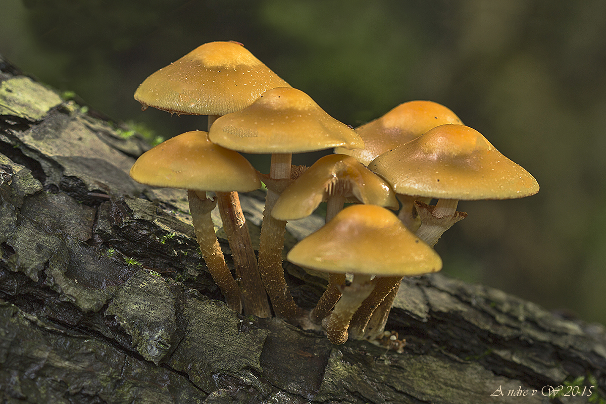 voor iedereen wat wils 01_1200_800_Paddenstoelen_op_een_boomstronk