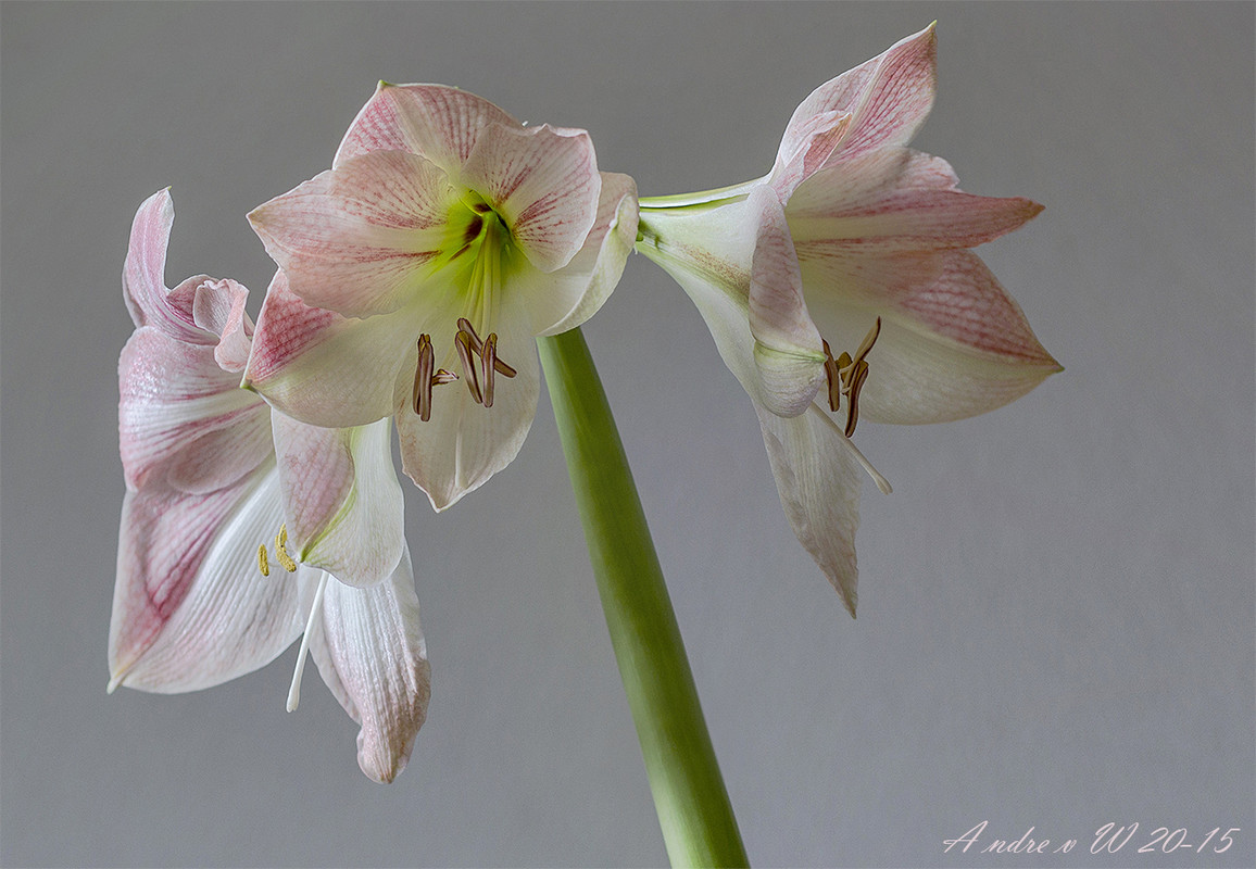 Voor iedereen wat wils 01_1300_900_De_Amaryllis_NWC