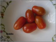 Sortiment cherry rajčat - Stránka 5 SAM_0037