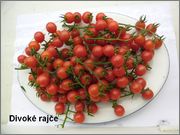Divoká rajčata SAM_0210