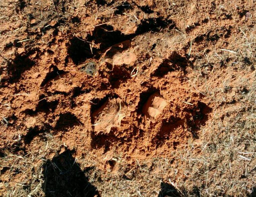 Cubierta vegetal en olivar - Página 5 Rps20150620_210104