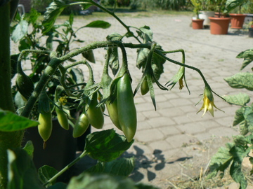 Cherry rajčata 2016 - Stránka 5 P1030426