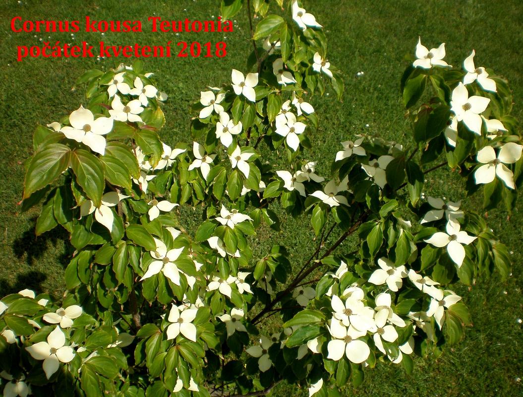 Cornus kousa - Stránka 2 P5140061