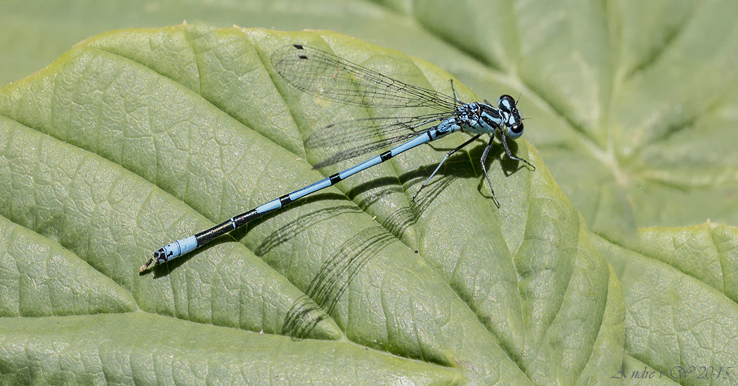 Lantaarntje (Ischnura elegans) 02_Lantaarntje_Ischnura_elegans_1050_550_N