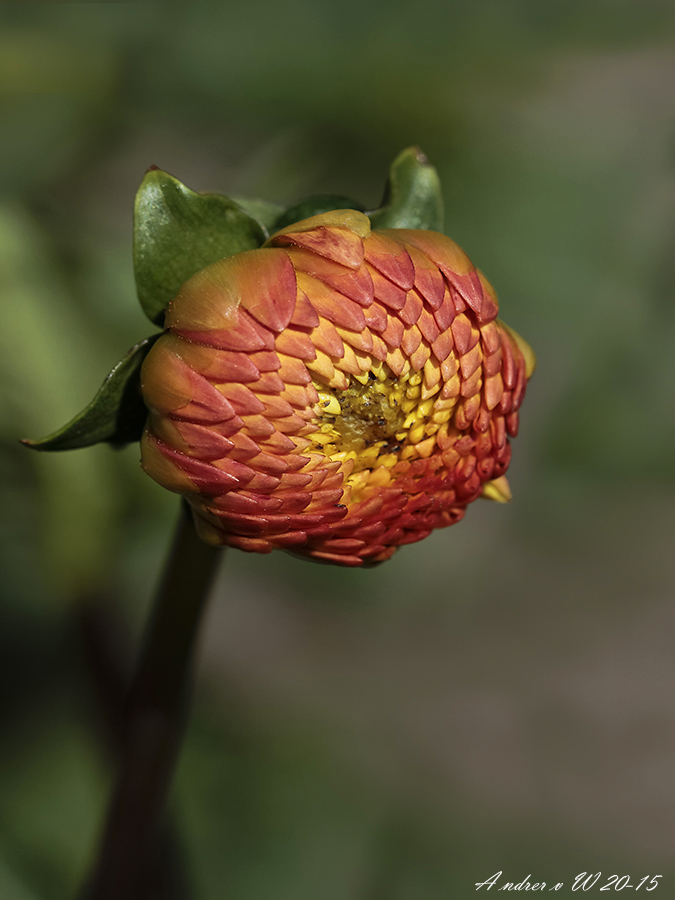 Voor iedereen wat wils 03_675_900_de_knop_van_de_dahlia_NWC