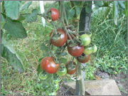 Sortiment cherry rajčat - Stránka 4 P1020933