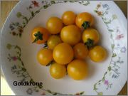 Sortiment cherry rajčat - Stránka 5 SAM_0040