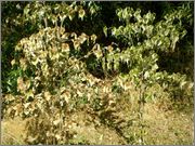 Cornus kousa P7290008