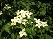 Cornus kousa P6070005