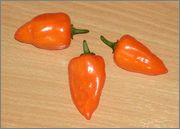 Capsicum - chilli papričky a papriky - Stránka 3 P9240004