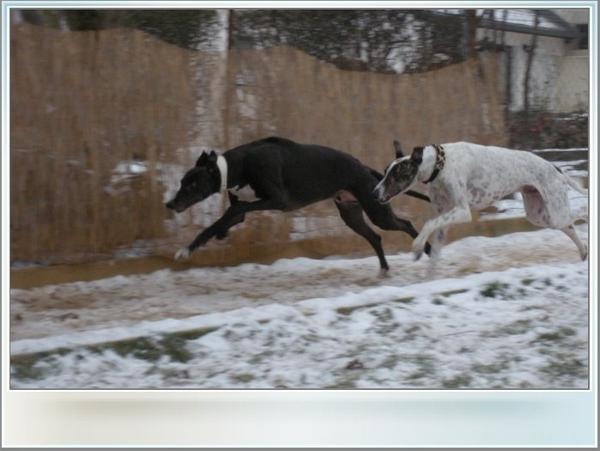 Galgo MATTEO aus Andalusien sucht ... -Galgo Lovers- - Seite 5 3577348