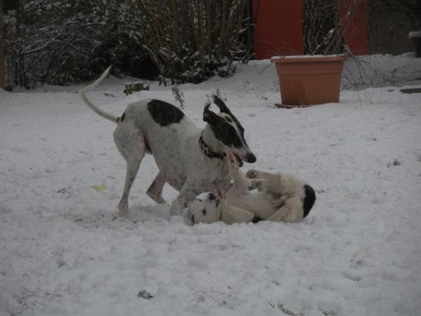 Galgo MATTEO aus Andalusien sucht ... -Galgo Lovers- - Seite 5 3583143