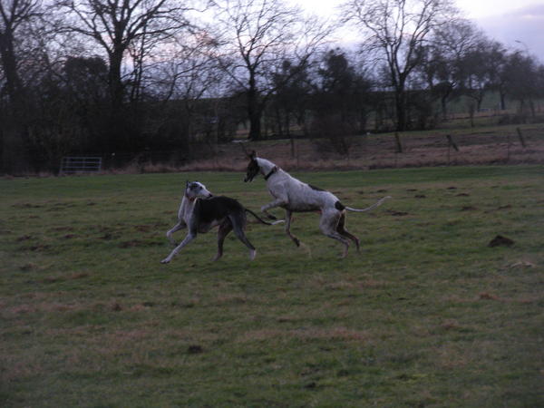 Galgo MATTEO aus Andalusien sucht ... -Galgo Lovers- - Seite 5 3610394