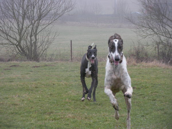 Galgo MATTEO aus Andalusien sucht ... -Galgo Lovers- - Seite 6 3622230