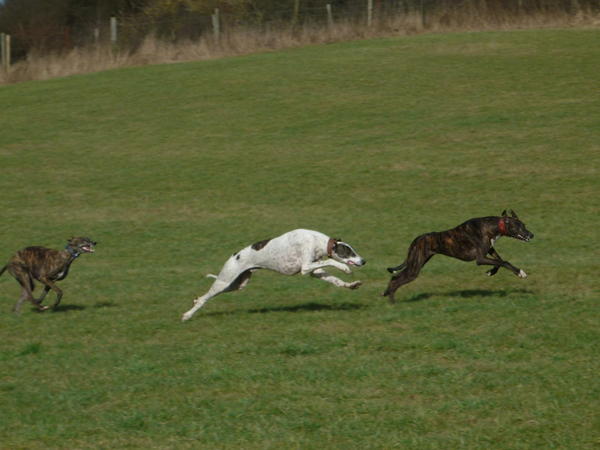 Galgo MATTEO aus Andalusien sucht ... -Galgo Lovers- - Seite 9 3868041