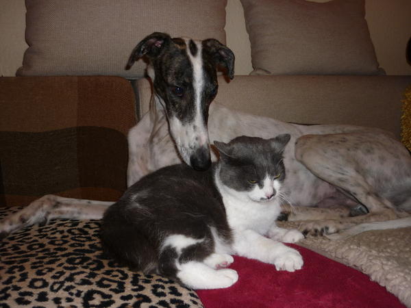 Galgo MATTEO aus Andalusien sucht ... -Galgo Lovers- - Seite 9 3877135