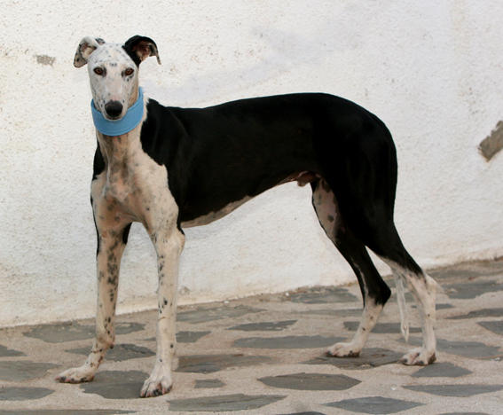 Galgo REY aus Murcia sucht ... reserviert! 4740383