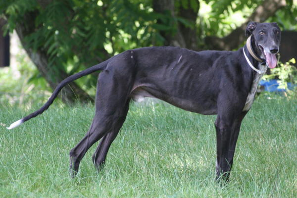 Galgo Hipi (jetzt LOUIS) aus San Anton sucht ... - Seite 2 4819767