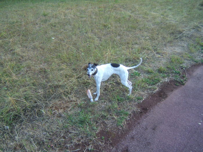 Whippet PIPPO aus Luxemburg sucht ... 4842018