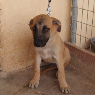 Schäfermischling RAFA aus Murcia sucht ... 4965174