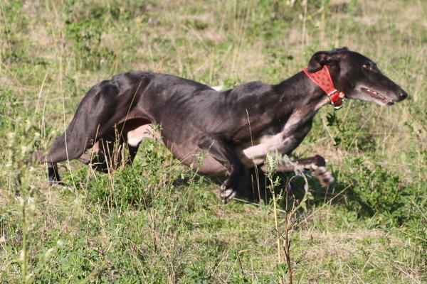 Galgo Hipi (jetzt LOUIS) aus San Anton sucht ... - Seite 3 5134551