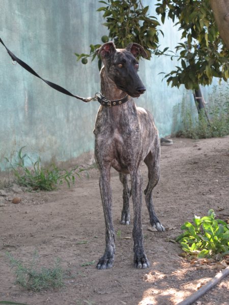 Galga Astra aus San Anton sucht ... 5161384