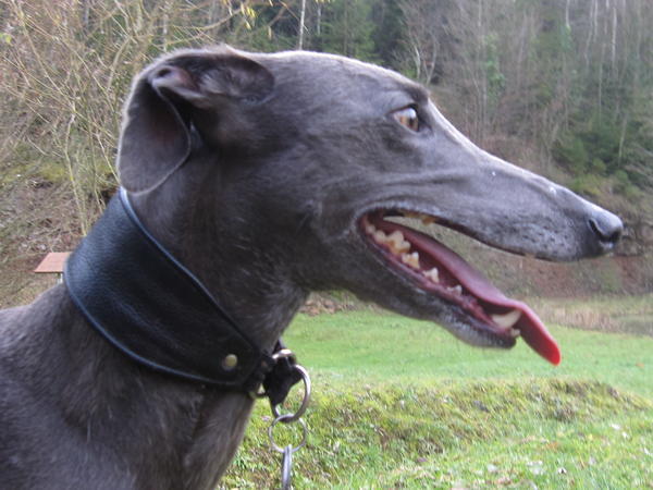 Galgo NEO aus San Anton sucht ... - Seite 3 5681984