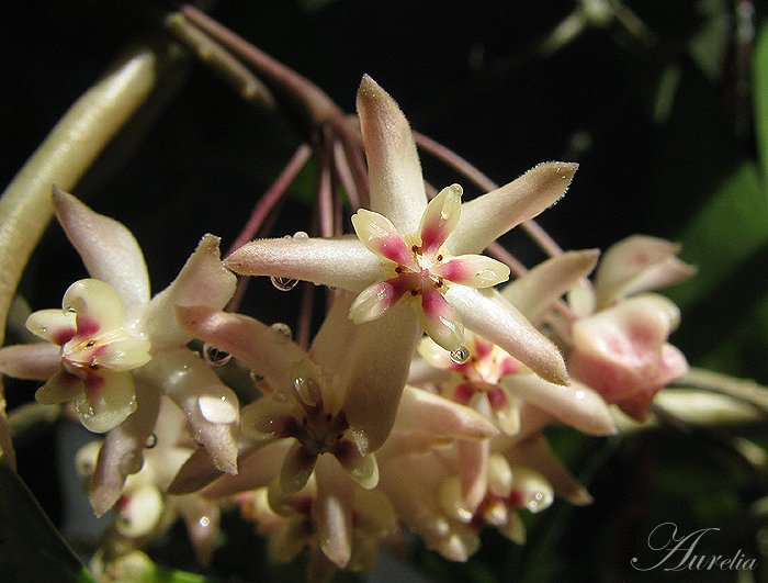 Hoya uncinata  (UT-108) 3d4d23d0e1ff