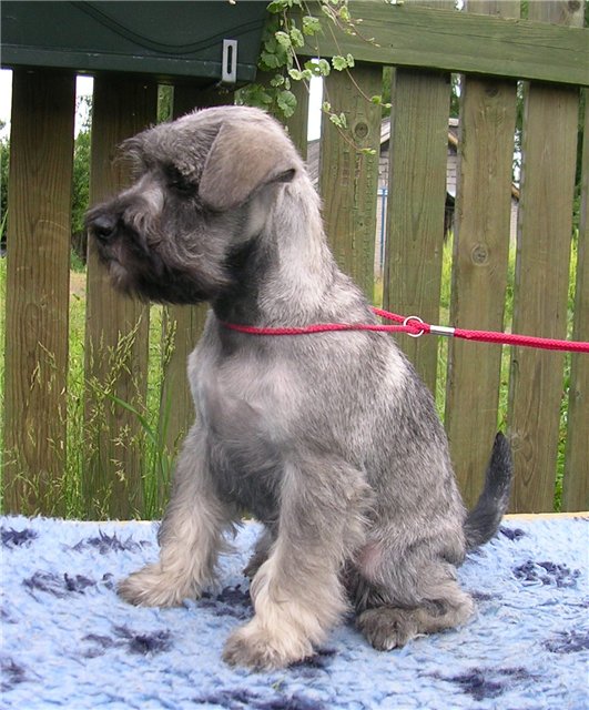 Kennel Dinamunde miniatures p&s puppies B827e35ba5be