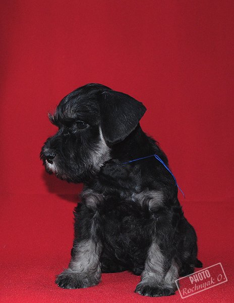 Kennel "MINIMAKS" - litter: Ch. Chelines Russian Roullette x Ch. Fler Park Flashdance 9f7dc8bc1b08