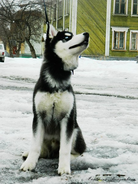 Siberian huskies in Russia. 4f52710a2630