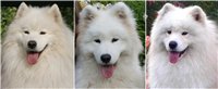 SAMOJEDS (Samoyed)