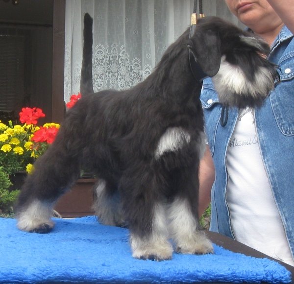 Black-silver puppies (males) from Rezlark Kennel C5fd4e18adab