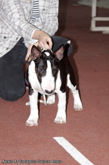 pups - pups sired by my Gecko 86f1981d734a