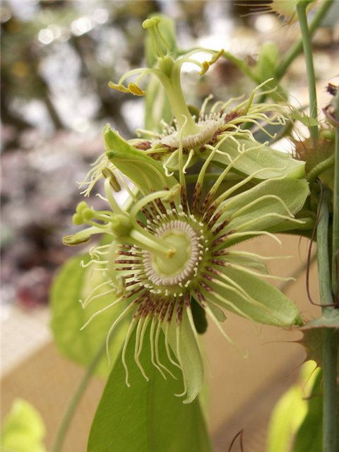 Passiflora ferruginea 8d1f81c4edd5