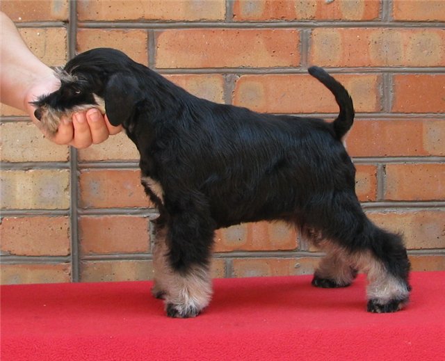 Mini schnauzers b/s from  " s Taganiego Roga" kennel D27e65cef985