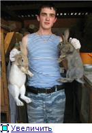 Кролики - разведение и содержание кроликов 5bf5910e4799t