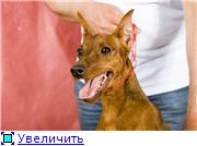 Tchernaja Kalitva kennel 9d5dc7f80418t