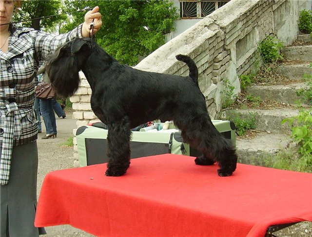 Mini schnauzers b/s from  " s Taganiego Roga" kennel Bae49cbc32fe