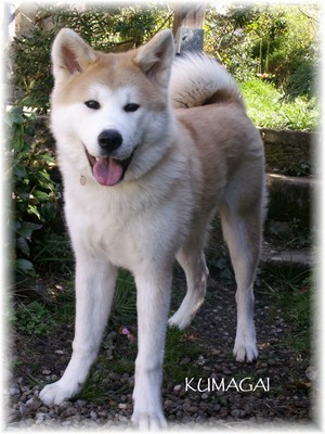 Akita Inu ( Veliki Japonski pes) 15278198