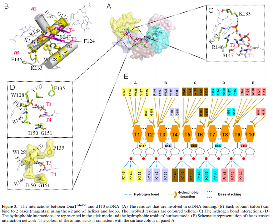 dna replication - DNA replication of prokaryotes - Page 2 Dna_T_123