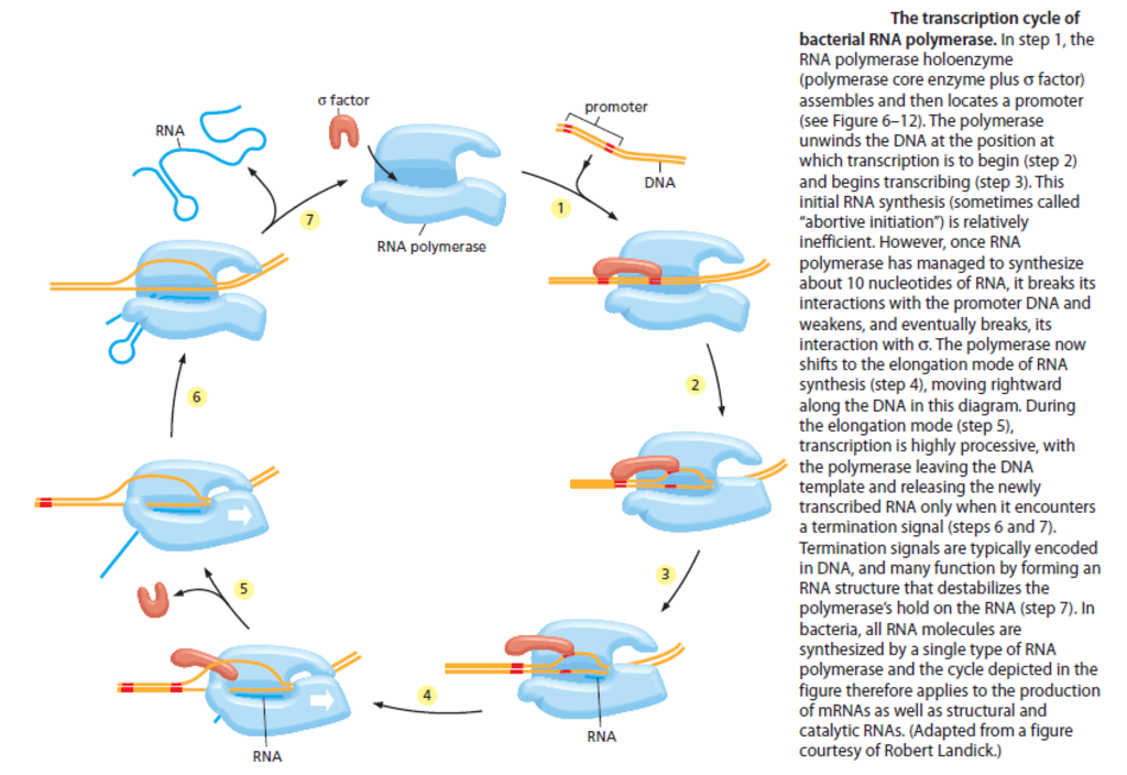 The RNA polymerase enzyme and its function, evidence of design Sdfsdfsdfsdfsdsdf