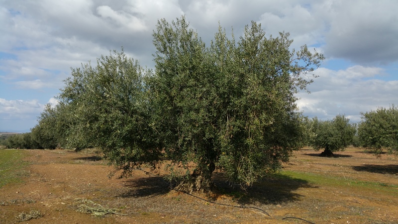 ¿Cómo asimila mejor el FÓSFORO el olivo? - Página 2 Olivos_mesa2