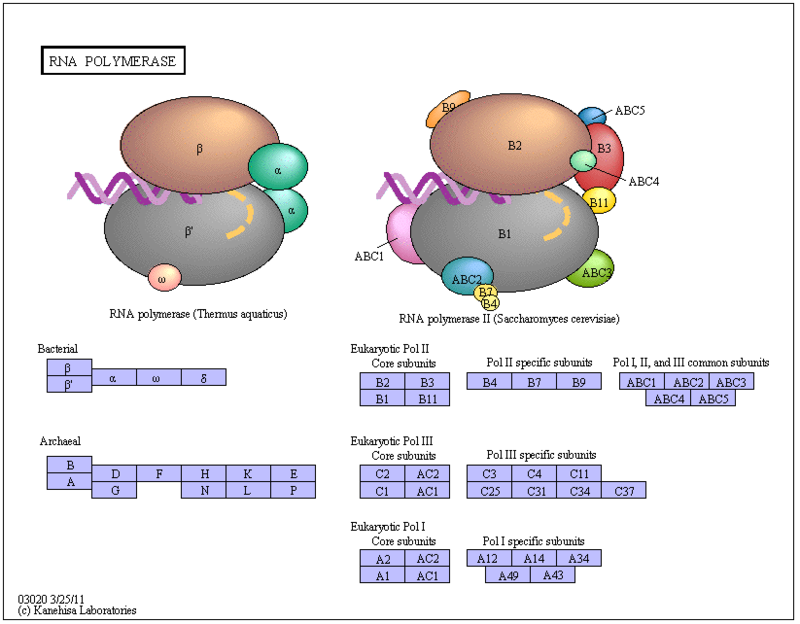 The RNA polymerase enzyme and its function, evidence of design KEGG_PATHWAY_RNA_polymerase