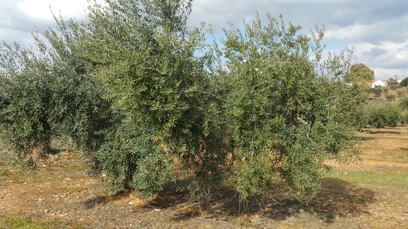 ¿Cómo asimila mejor el FÓSFORO el olivo? - Página 2 Olivos_cerro1