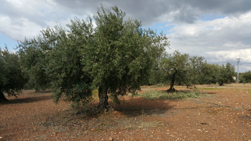 ¿Cómo asimila mejor el FÓSFORO el olivo? - Página 2 Olivos_m_pared