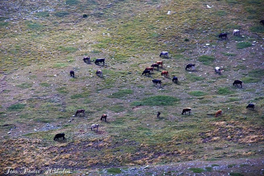 Velebit i njegovo primorje! (Sveta zemlja...) :) - Page 4 IMG_7797